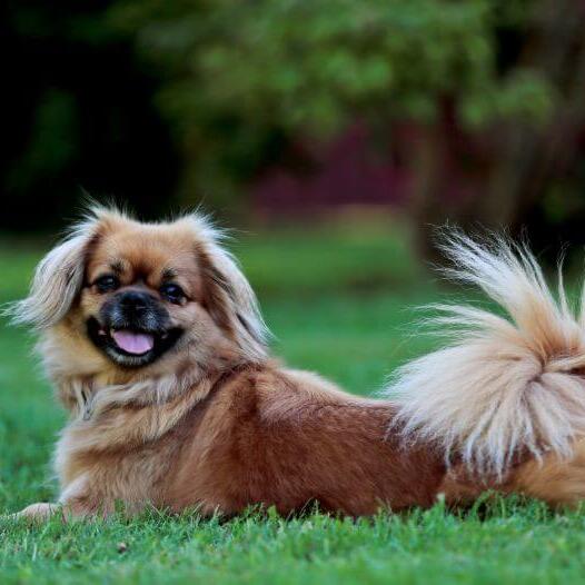 A small long haired hotsell dog originating in tibet